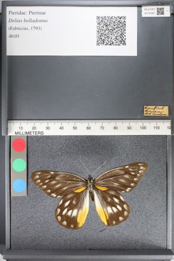 Media type: image;   Entomology 130367